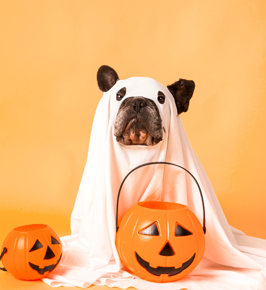 No Tricks, Just Treats: Why the Ingredients in Your Dog’s Food Shouldn’t Be Spooky
