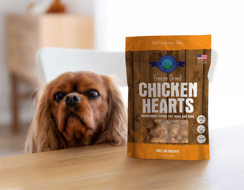 Dog looking at a package of Freeze Dried Chicken Hearts treats on a wooden surface.