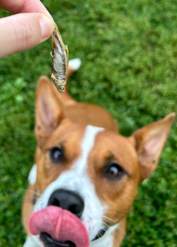 Dog looking at a treat held by a hand on grass