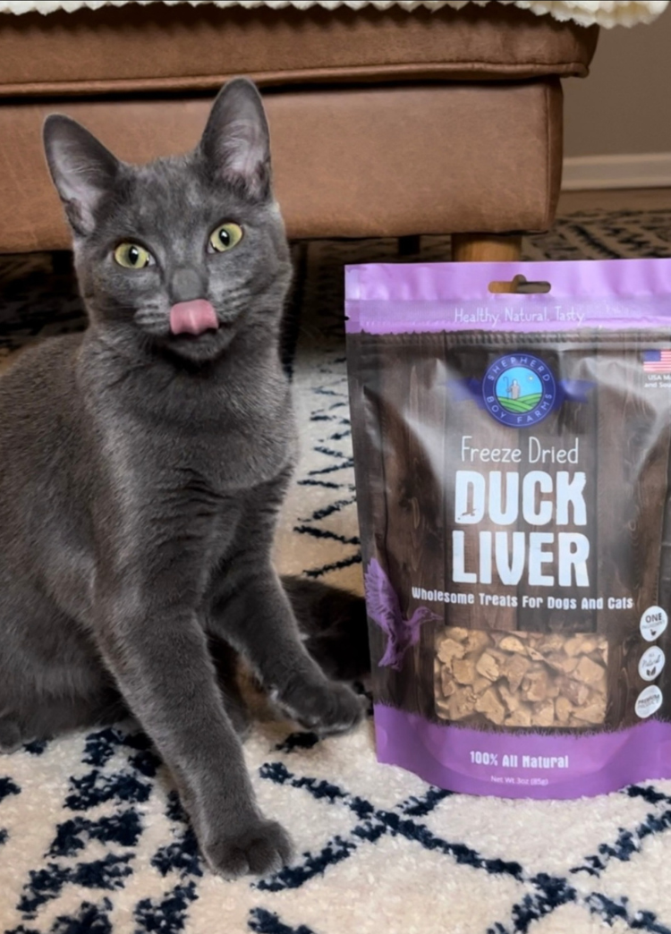 Gray cat sitting next to a package of freeze-dried duck liver treats on a patterned rug.
