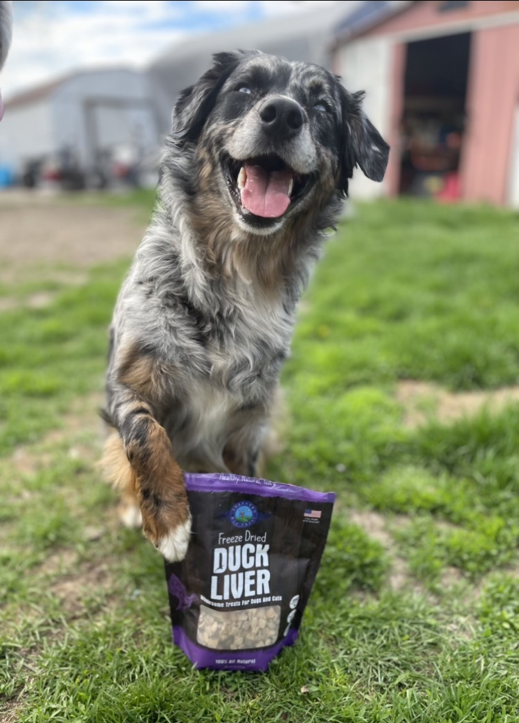 Dog standing on grass with a bag of Treats Direct Duck Liver treat in front