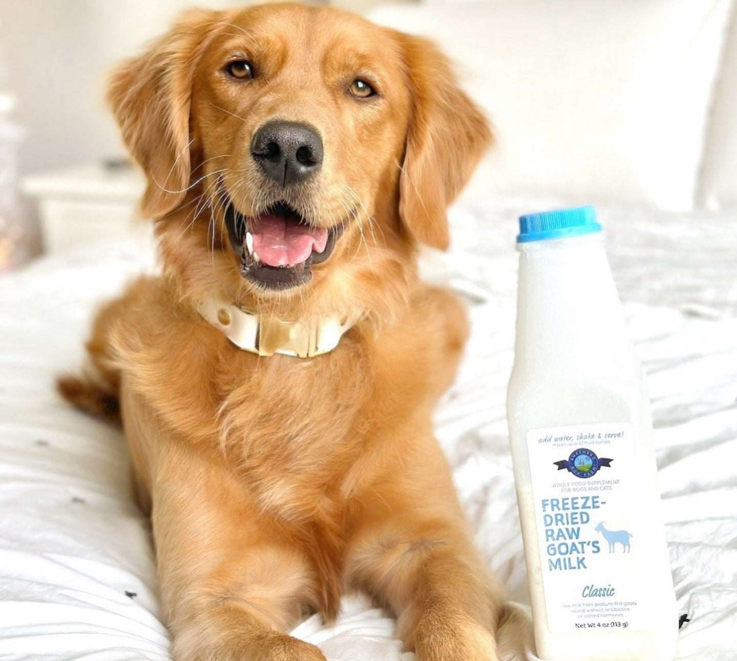 Happy golden retriever lying on a bed next to a container of Freeze Dried Raw Pet Milk.