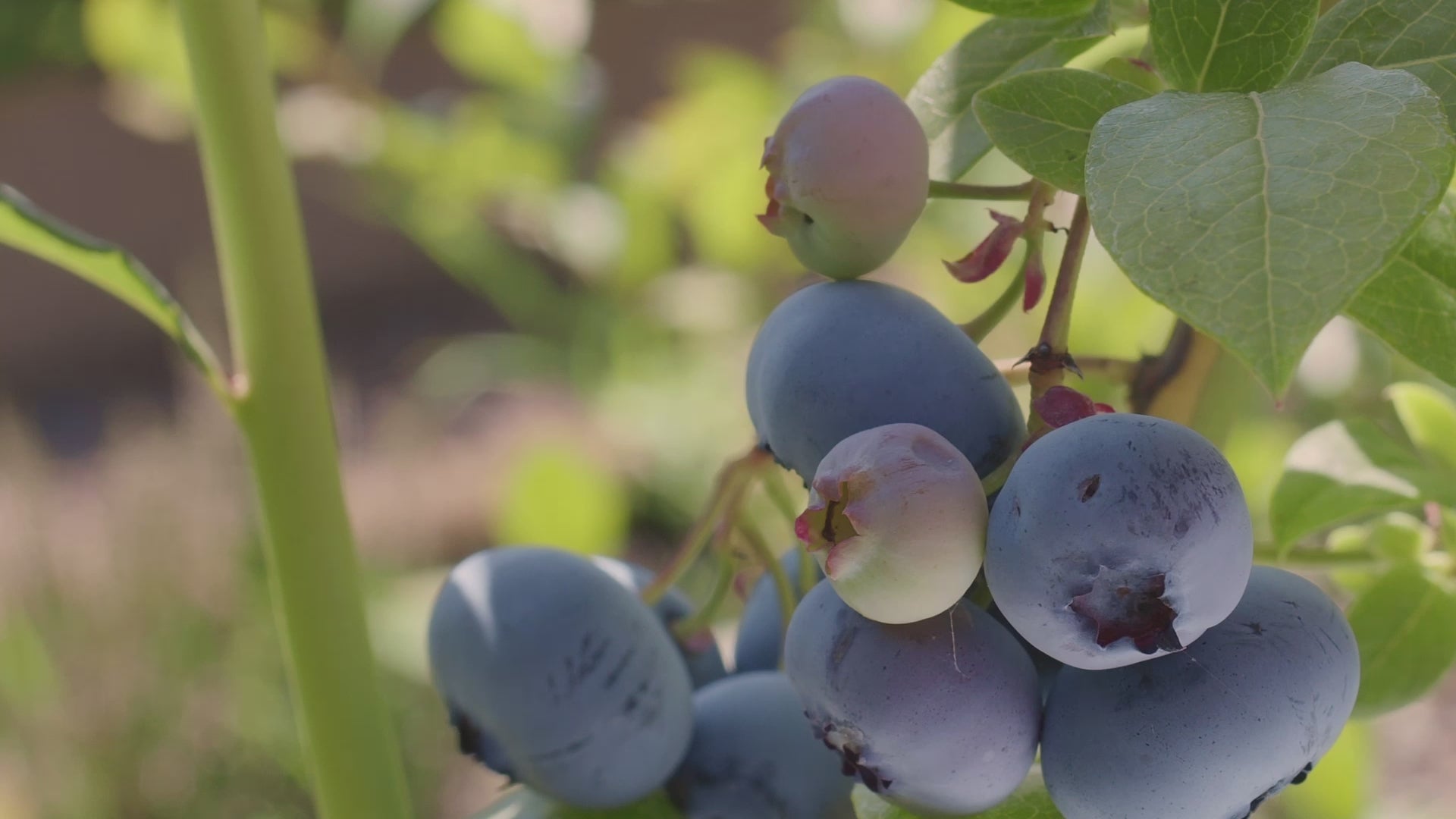 Shepherd Boy Farms regenerative organic farming